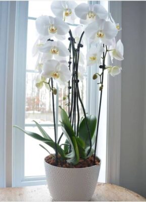 Stunning Orchid plant