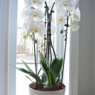 Stunning Orchid plant
