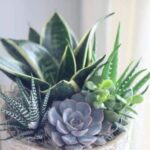 Succulent Garden