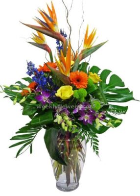 Tropical Blast
