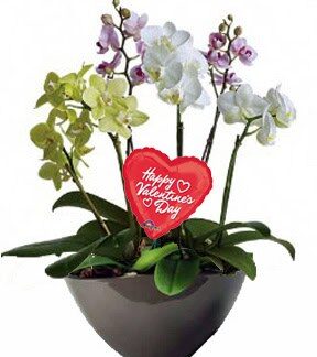 Valentine Orchid plant