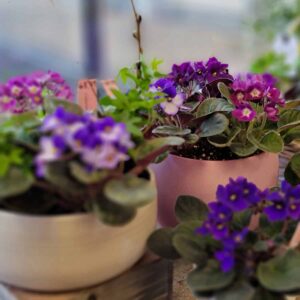 Violets