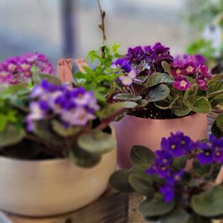 Violets