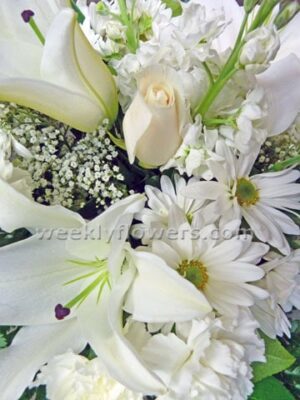 White Cut flowers