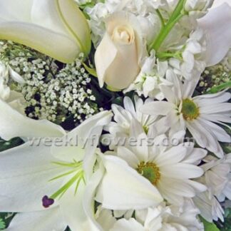 White Cut flowers