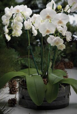 Winter Orchid Plant