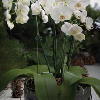 Winter Orchid Plant